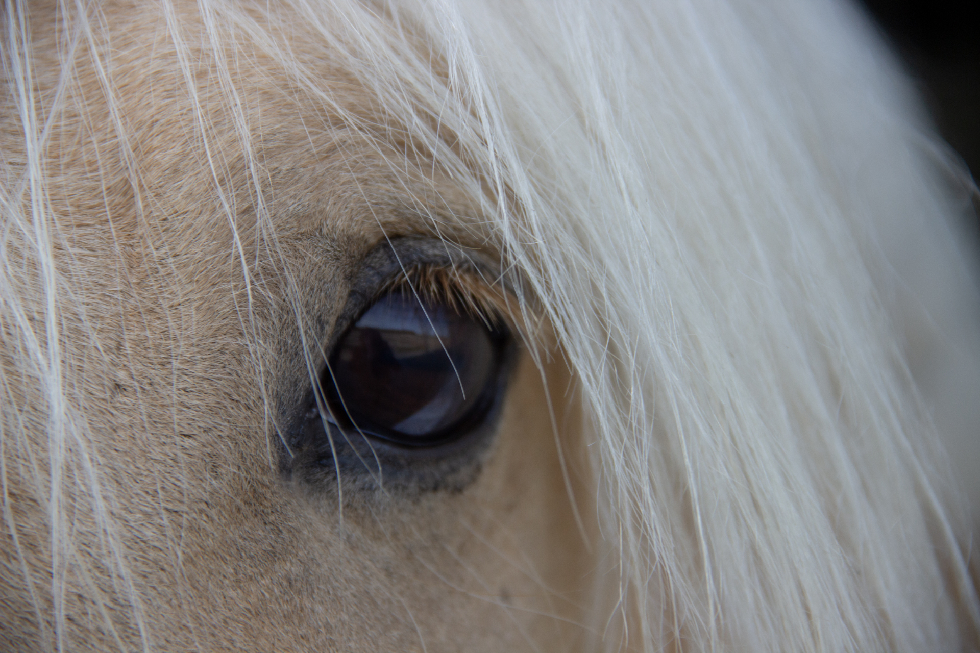 Close-up of a horse's eye