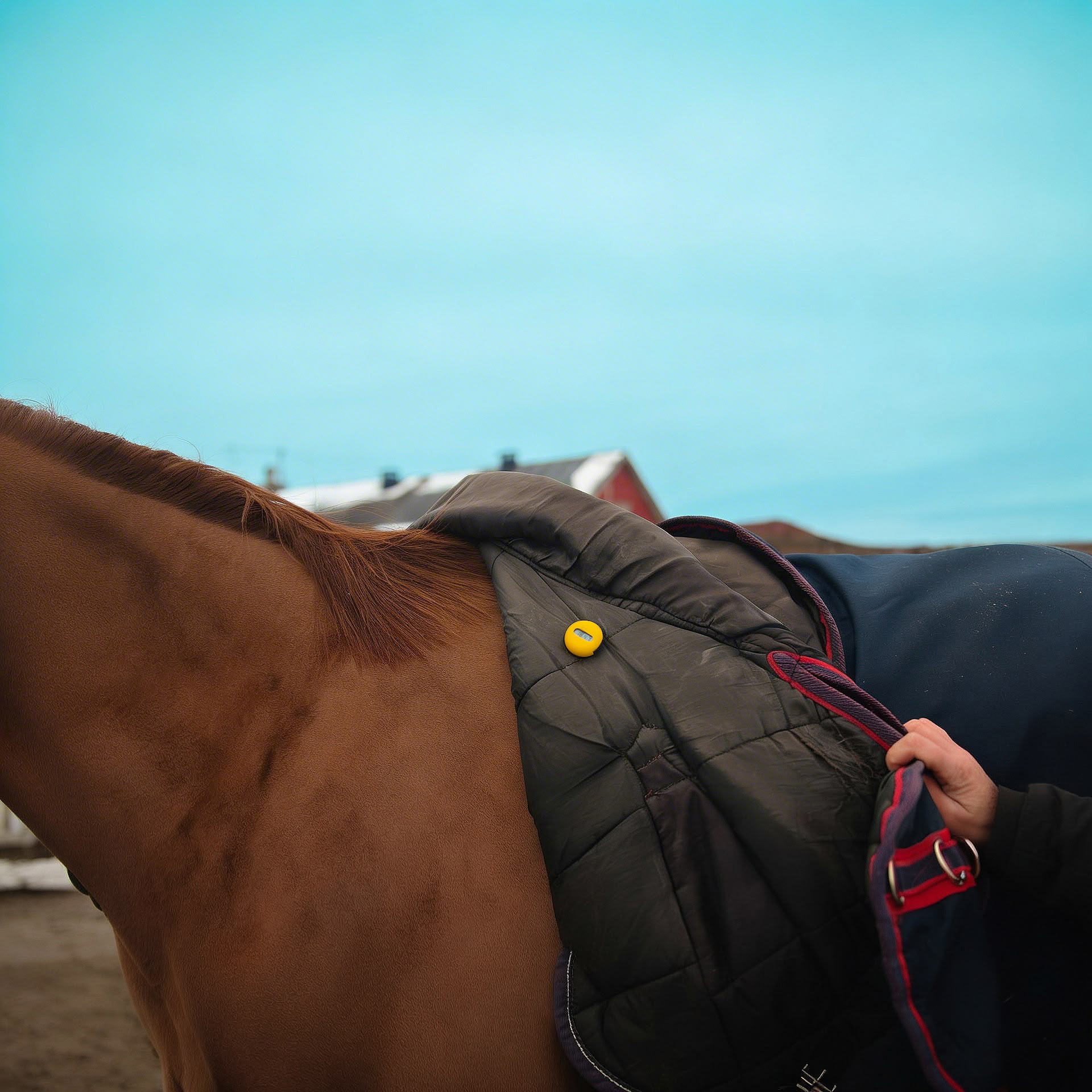 MeoTemp sensor attached under a horse's blanket
